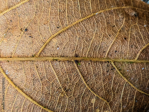 Canvas Print Horizontal close up of textured dry leaf with prominent yellow veins