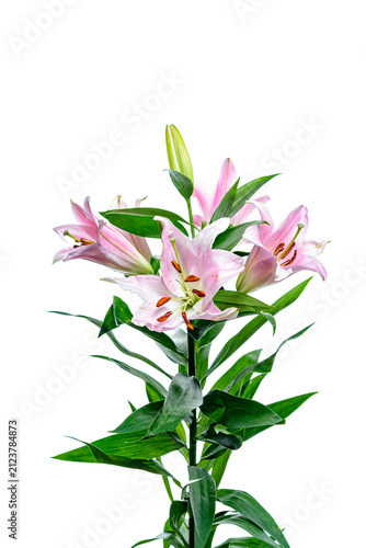 bouquet of pink lilies