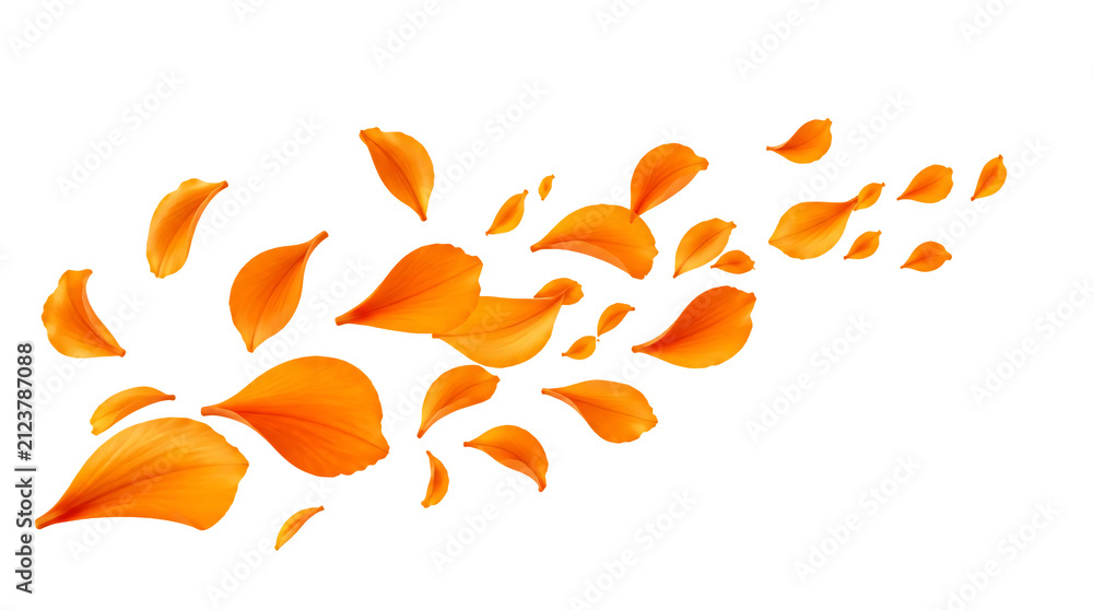Fototapeta premium Flying orange petals isolated on transparent background.