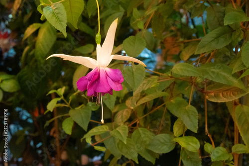 Canvastavla Horizontal close-up of a hanging white and purple fuchsia flower with a long stamen, set against a leafy background