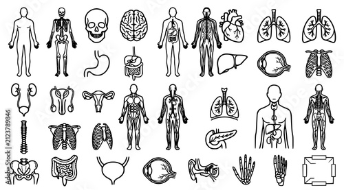 Bild auf Leinwand Human anatomy body systems vector set with skeleton nervous digestive respirator