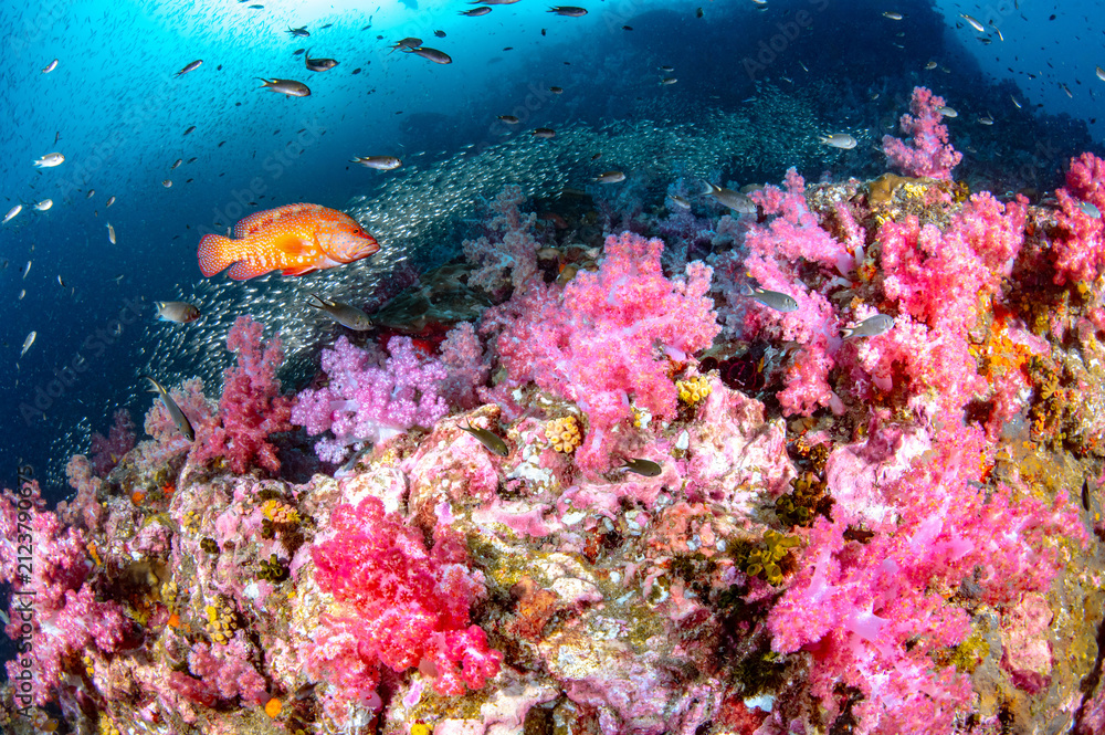 Fototapeta premium Beautiful underwater landscape with pink soft coral, school of fish and coral grouper at Richelieu Rock, a famous dive site of Andaman sea in Thailand.