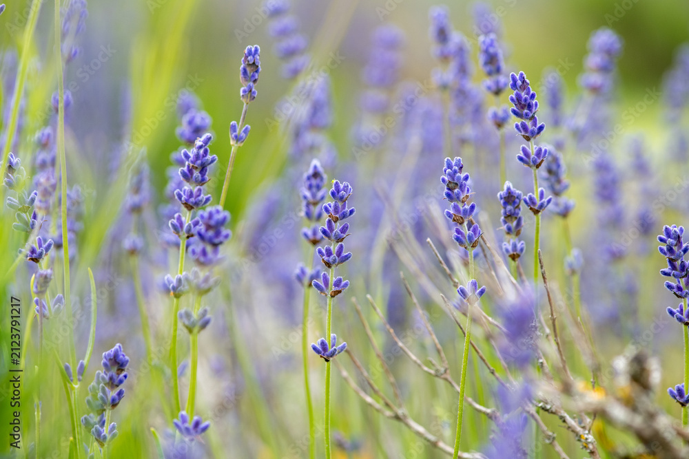 Obraz premium Blooming lavender flowers with soft background