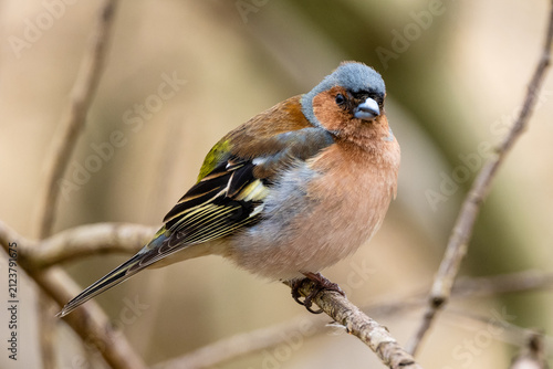 Bild auf Leinwand Finch Is Fluffing Up