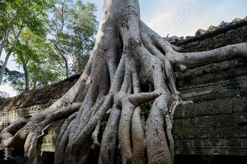 roots of tree