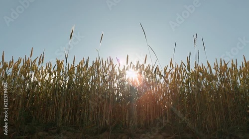 Beautiful wheat field. Cultivation of wheat. Wheat ears. Birds flying over the field of wheat.