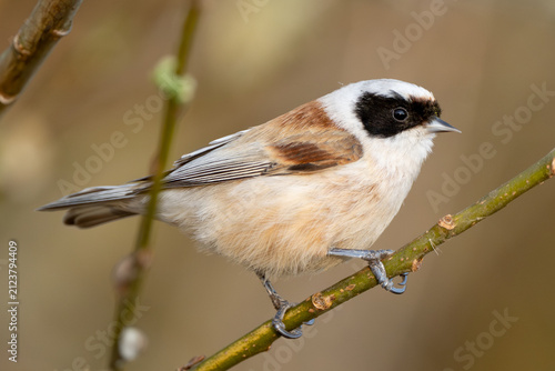 Canvastavla Eurasian Penduline Tit Bird