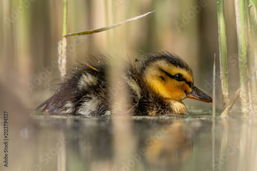 Fotografie Fluffy duckling enjoys a peaceful spring swim