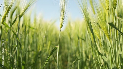 Barley. Beautiful barley field. Land area devoted to barley production. Cultivation of barley. Barley field in the morning.	Ears of barley.

