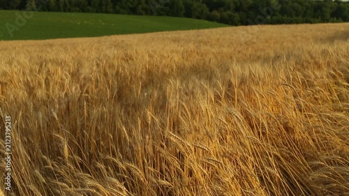 Beautiful rye field. Golden ears of rye. Cultivation of rye. Natural landscape and farming.	
