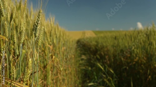 Beautiful rye field. Golden ears of rye. Cultivation of rye. Natural landscape and farming.	
