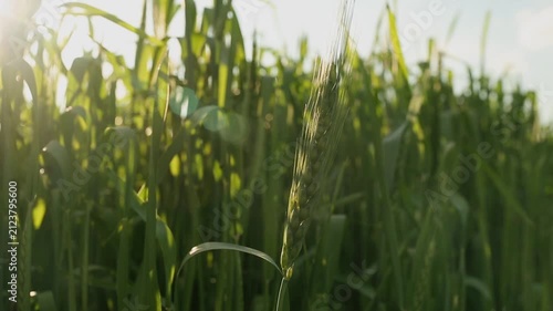 Barley. Beautiful barley field. Land area devoted to barley production. Cultivation of barley. Barley field in the morning.	Ears of barley.

