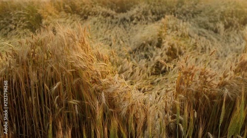 Beautiful wheat field. Cultivation of wheat. Wheat ears.	
