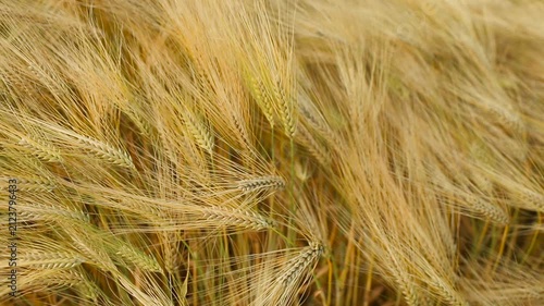 Harvest time. Agricultural industry and golden ears of barley.	
