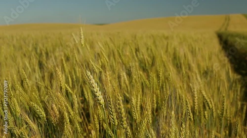 Beautiful rye field. Golden ears of rye. Cultivation of rye. Natural landscape and farming.	
