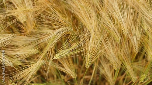 Harvest time. Agricultural industry and golden ears of barley.	
