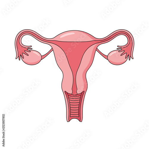 Detailed anatomical illustration of the human female reproductive system, highlighting the uterus, fallopian tubes, and ovaries, essential for women's health and fertility