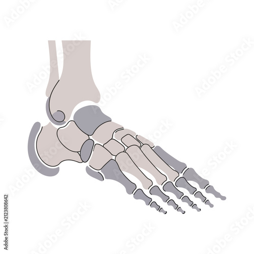Anatomical Vector Illustration of Human Foot Skeleton and Bone Structure