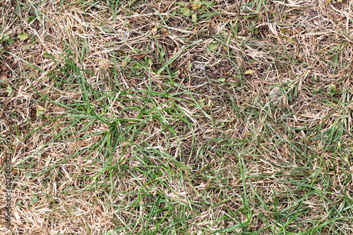 Bild auf Leinwand Dead lawn grass from drought due to global warming in close up