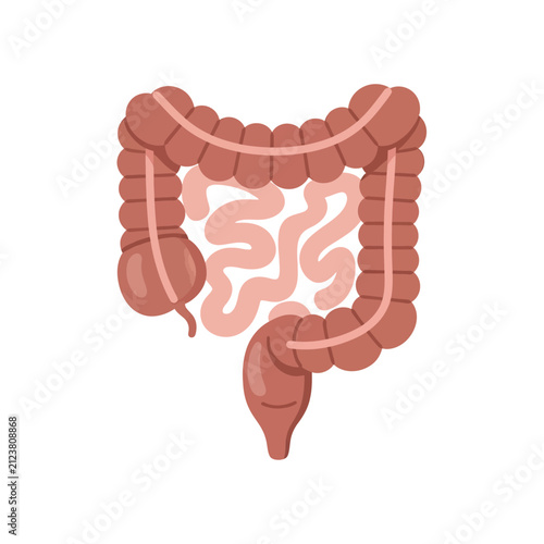 Illustration of the Human Colon and Small Intestine, Anatomy of the Digestive System
