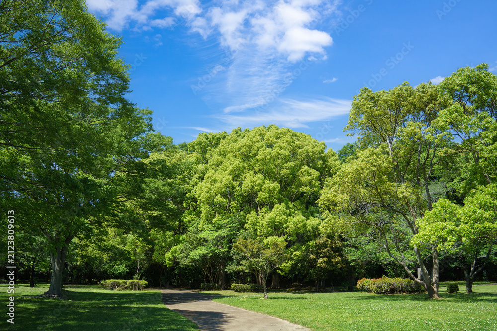 Fototapeta premium 爽やかな公園風景