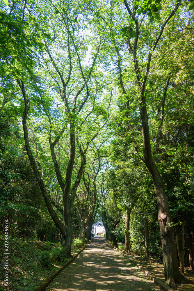 Fototapeta premium 爽やかな公園風景