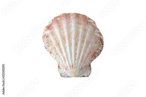 Foto Sea worn scallop shell isolated transparent png top view