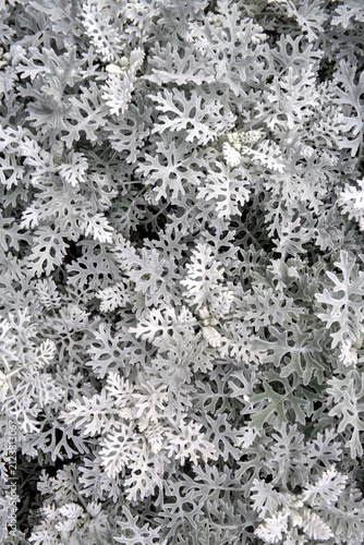 Silver Ragwort