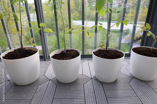 Tomato plant with green leaves. Growth in progress. Balcony photo. DIY concept.