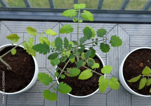 Tomato plant with green leaves. Growth in progress. Balcony photo. DIY concept.
