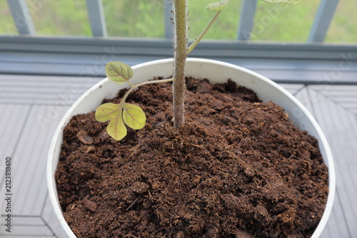 Tomato plant with green leaves. Growth in progress. Balcony photo. DIY concept.