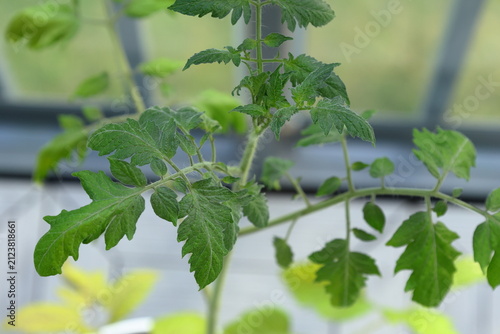Tomato plant with green leaves. Growth in progress. Balcony photo. DIY concept.