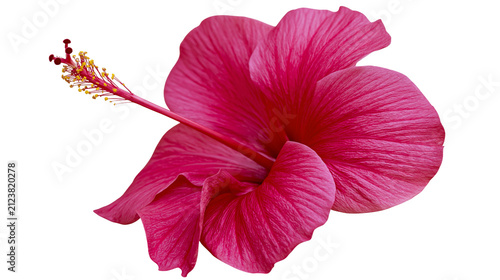 Konstfotografi Vibrant pink hibiscus flower with prominent stamen, isolated on transparent back