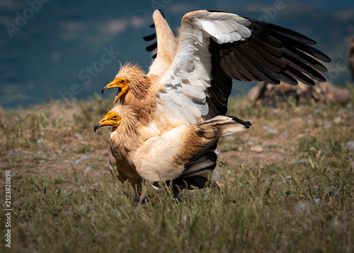 фотографія Egyptian vultures copulating among the grass