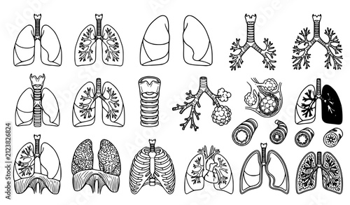 Detailed Human Lung Anatomy and Bronchial Structure Medical Vector Illustration Set