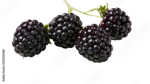 Fotografie Four ripe blackberries on a thin stem, isolated on transparent background