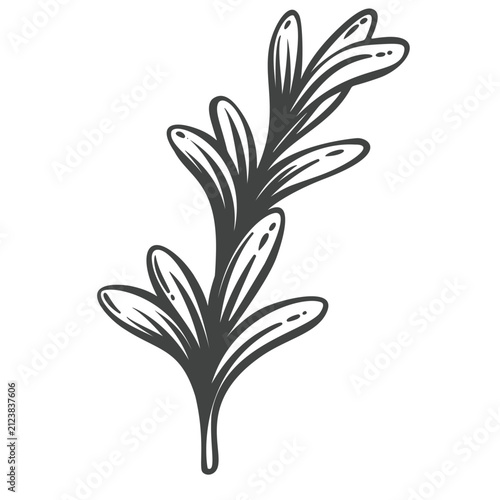 Rosemary branch in hand drawn black outline with narrow aromatic leaves. Menu, packaging and stamp design use this rosemary branch, vector illustration.