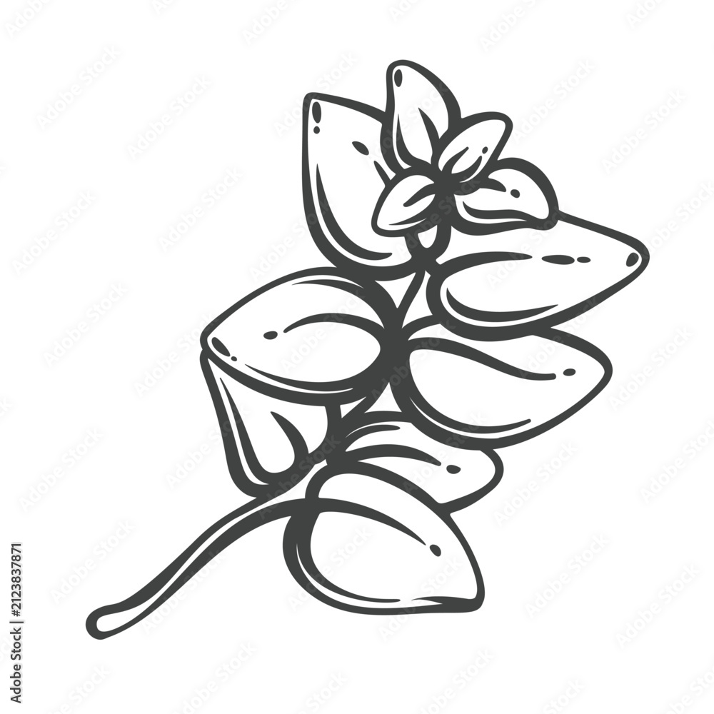 Obraz premium Oregano branch in hand drawn black outline with oval leaves and a small flower. Menu, packaging and stamp design use this oregano branch, vector illustration.