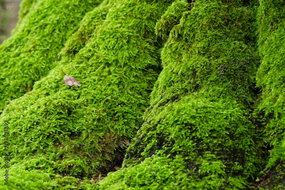 Fototapeta premium Serene Japanese forest environment highlighting a rich layer of vibrant green ground cover. Evoking traditional garden aesthetics, this calming natural scene is perfect for Zen backgrounds.