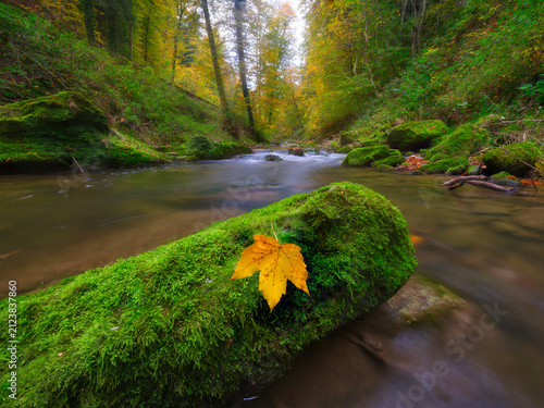 Obraz na płótnie Water stream flowing over rocks covered with green moss in autumn forest