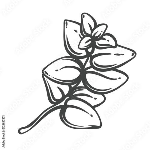 Oregano branch in hand drawn black outline with oval leaves and a small flower. Menu, packaging and stamp design use this oregano branch, vector illustration.