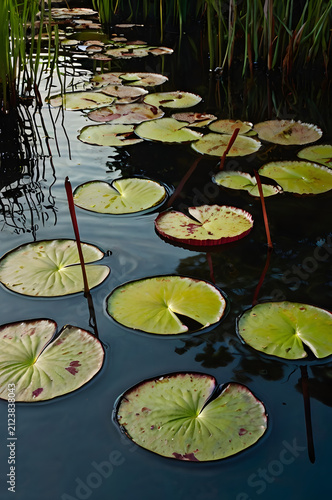 water lily in the pond