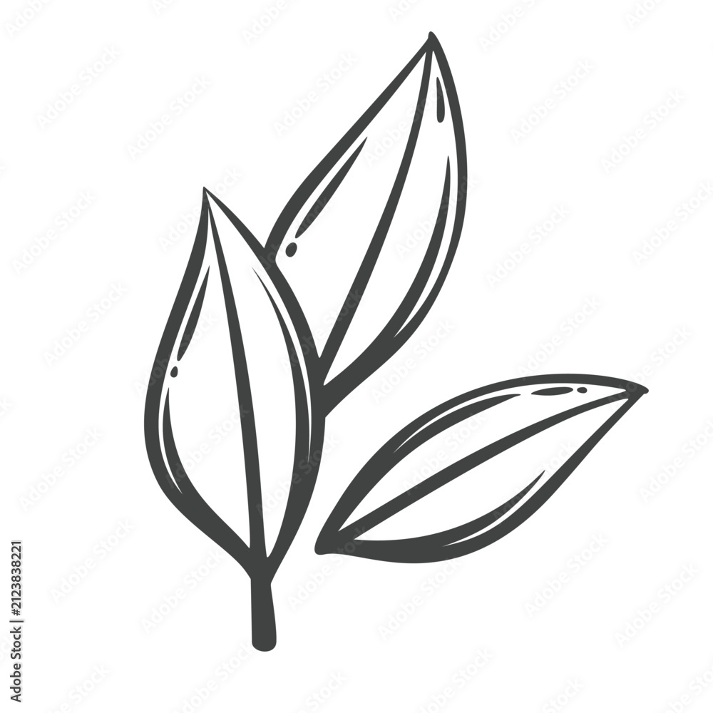 Obraz premium Bay leaves in hand drawn black outline with three pointed culinary leaves. Menu, packaging and stamp design use these bay leaves, vector illustration.