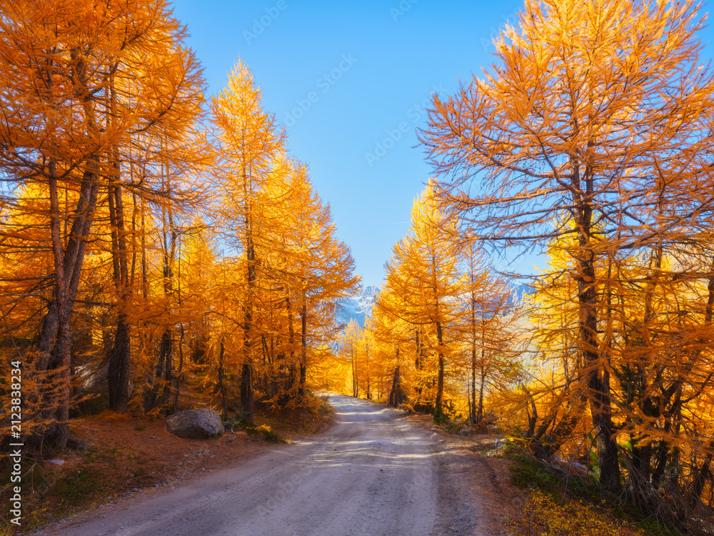 Obraz premium Rural road winding through a colorful autumn forest. Sunlight glowing on trees and fall foliage along the empty unpaved road.