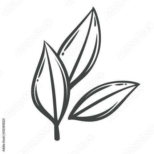 Bay leaves in hand drawn black outline with three pointed culinary leaves. Menu, packaging and stamp design use these bay leaves, vector illustration.