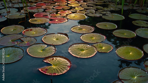 water lily in the pond