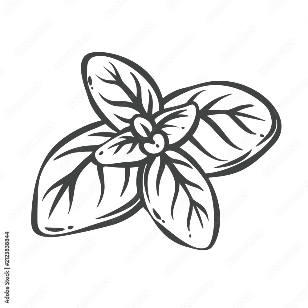 Obraz premium Basil leaves in hand drawn black outline with broad culinary foliage. Menu, packaging and stamp design use these basil leaves, vector illustration.