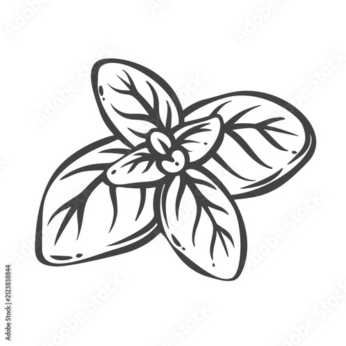 Basil leaves in hand drawn black outline with broad culinary foliage. Menu, packaging and stamp design use these basil leaves, vector illustration.
