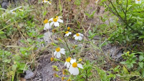 spring flowers in the snow