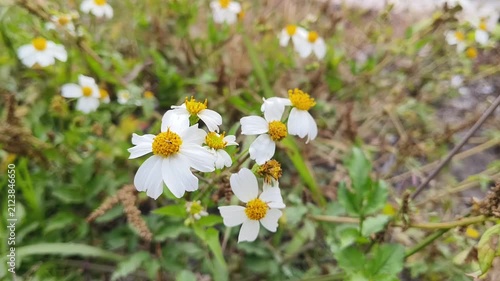 white spring flowers